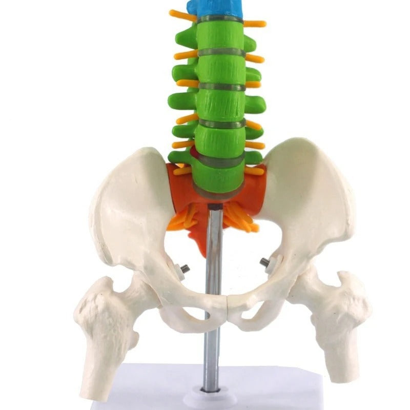 Modelo de coluna vertebral 45cm