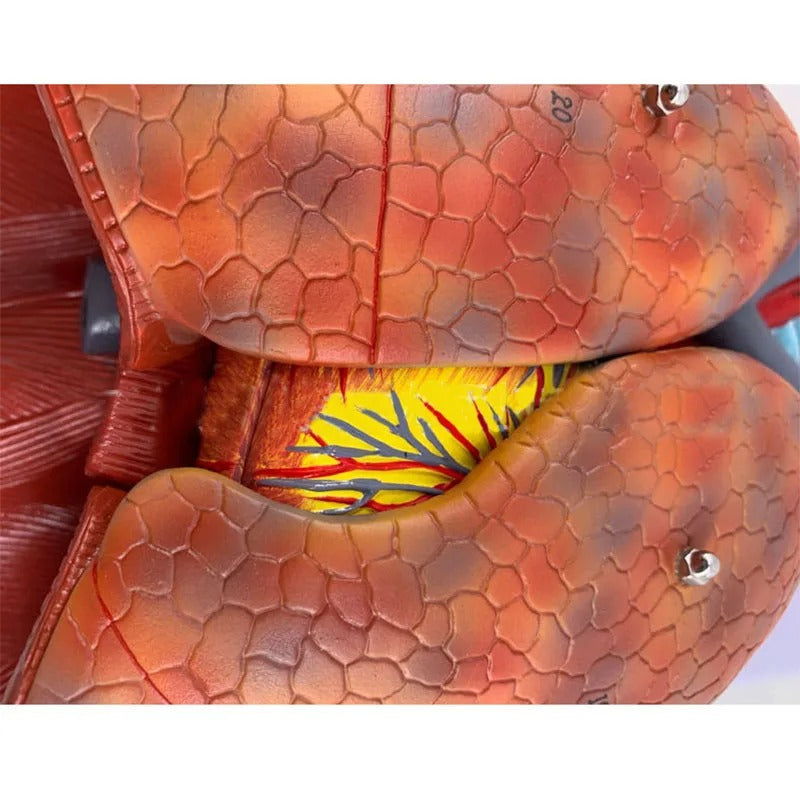 Modelo Anatômico Pulmonar e Sistema Respiratório