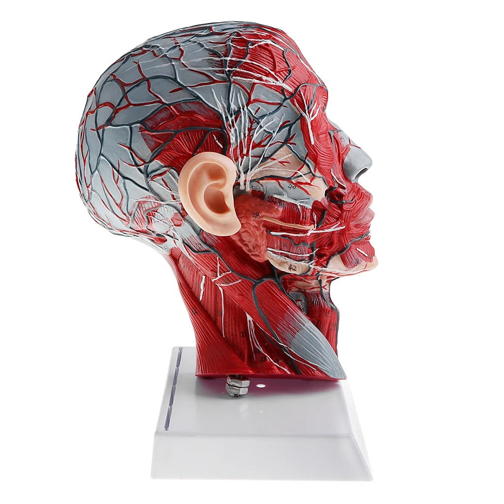 Modelo Anatômico de Cabeça e Pescoço - Corte Sagital com Artérias e Nervos