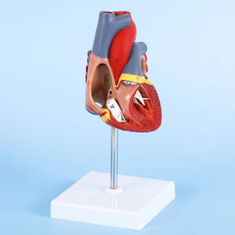 Modelo Anatômico do Coração Humano - Tamanho Real