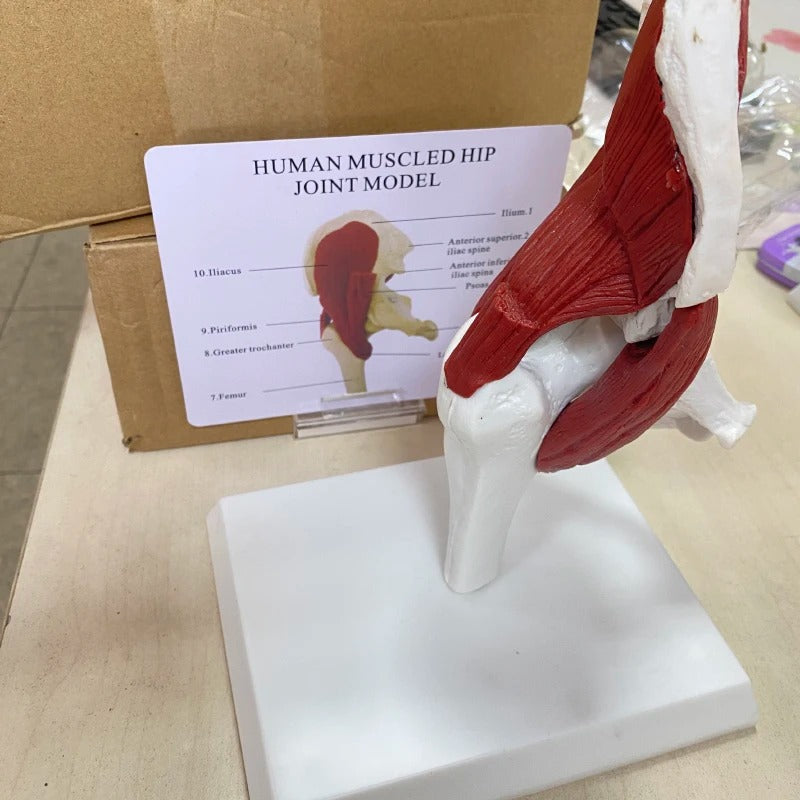 Modelo anatomico Músculos Ligados à Articulação do Quadril