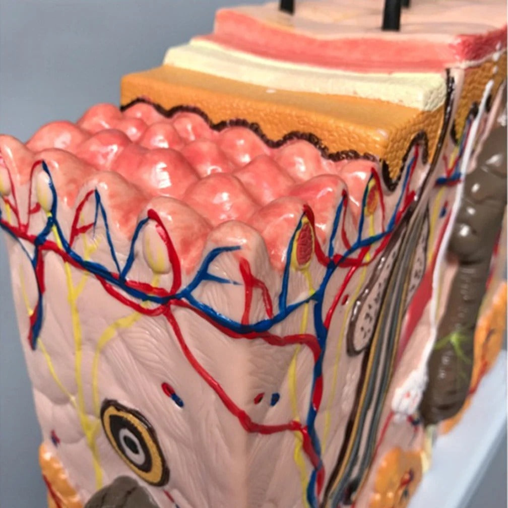 Modelo de Anatomia da Pele e Estrutura Capilar - Ferramenta de Ensino da Ciência Médica em PVC