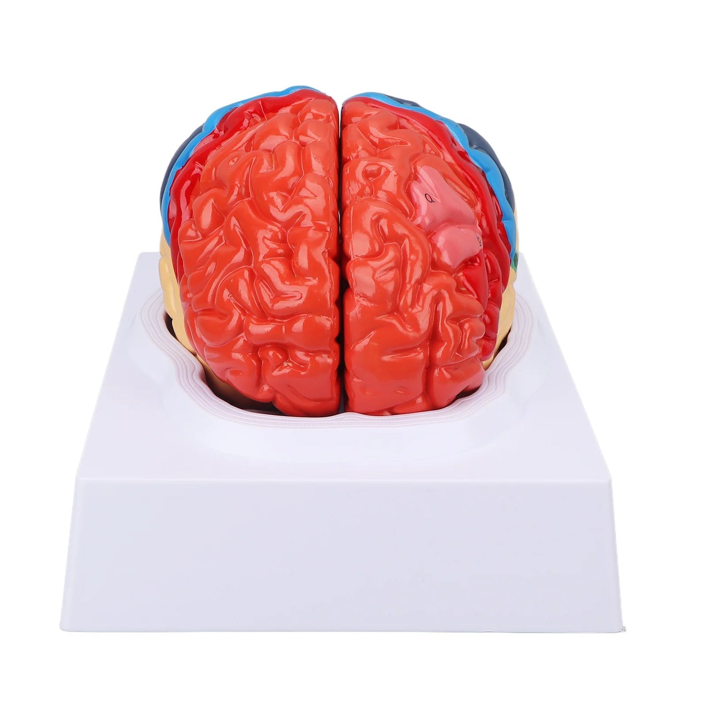 Modelo Anatômico de Cérebro Humano com Artérias Cerebrais