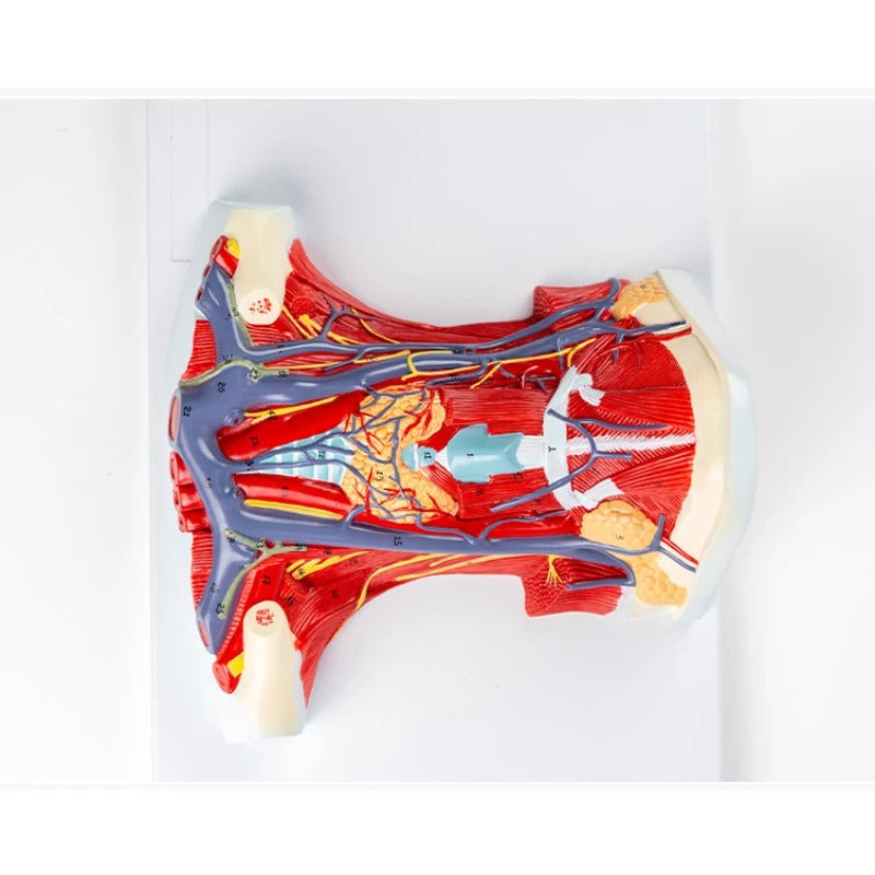 Modelo do Pescoço Arteriovenoso