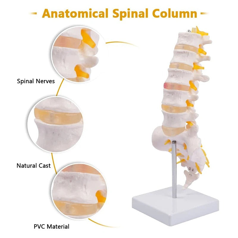 Modelo de Coluna Lombar em Tamanho Vital - Modelo de Anatomia