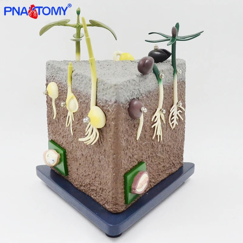 Modelo Anatomico de Geração de Sementes