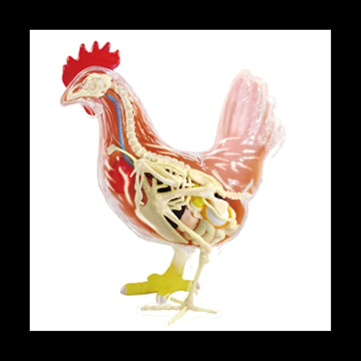 Modelo anatomico Galinha 4D Master Puzzle
