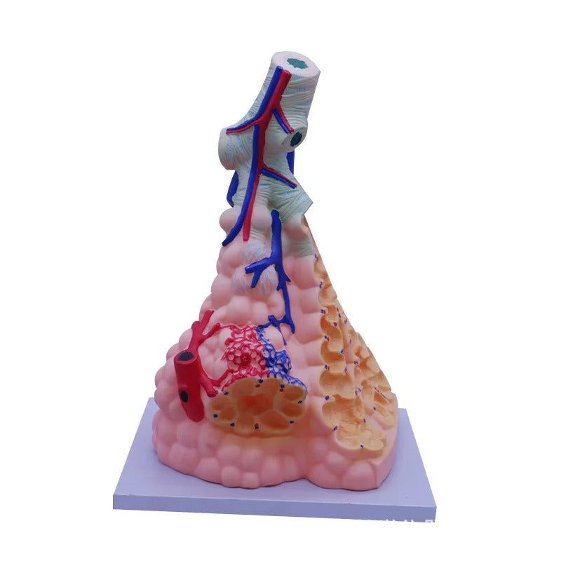 Modelo Alveolar Humano Ampliado - Sistema Respiratório