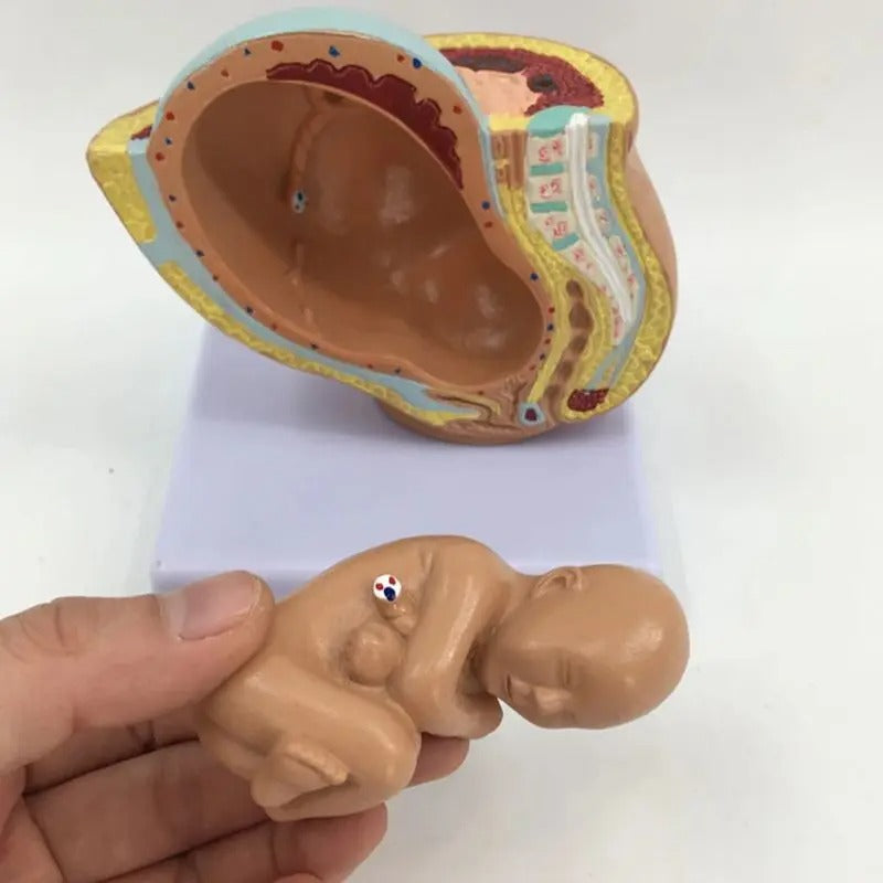Modelo Anatômico da Gravidez para Gestantes