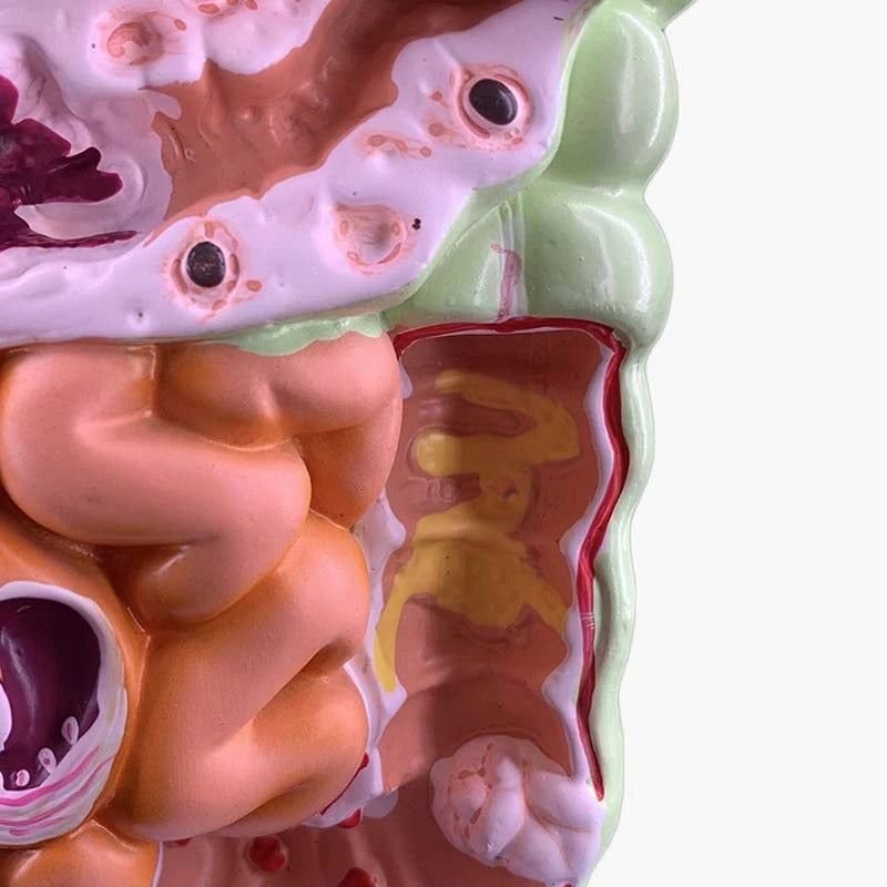 Modelo de Anatomia do Sistema Digestivo Humano - Estômago, Intestino, Reto e Duodeno