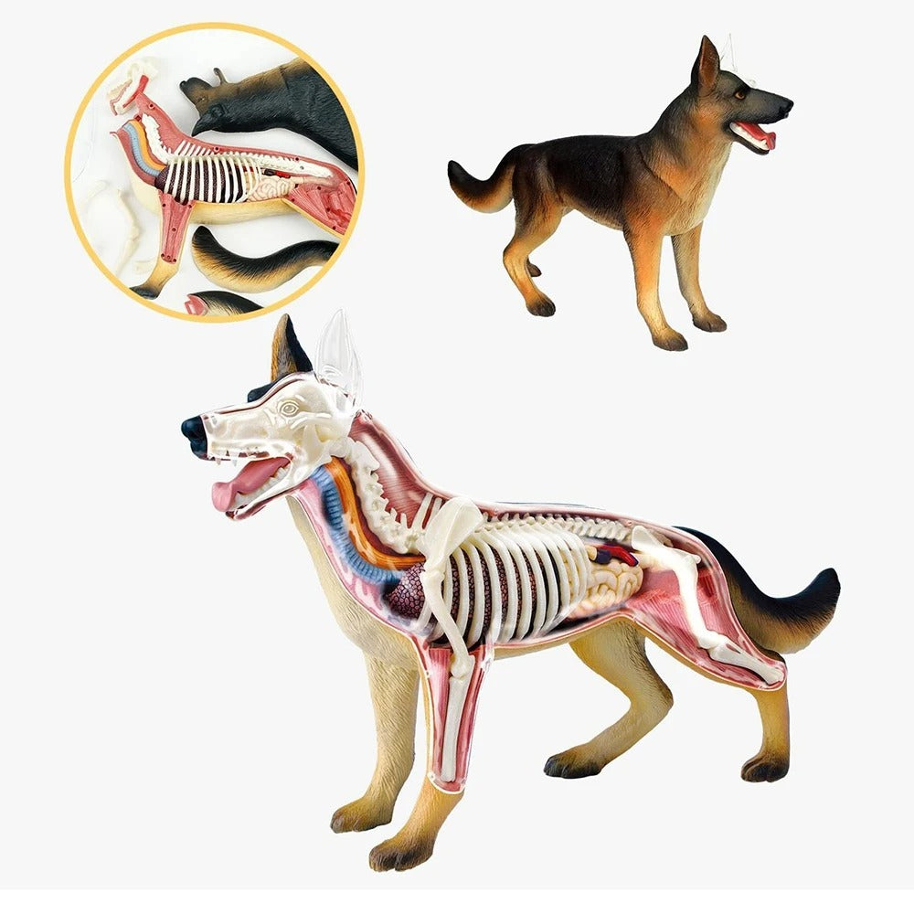 Modelo de Anatomia de Órgão Cachorro - 4D Dog Intelligence Montagem Brinquedo