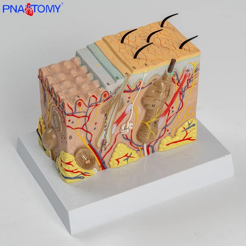 Modelo Ampliado da Estrutura da Pele Humana - Camadas