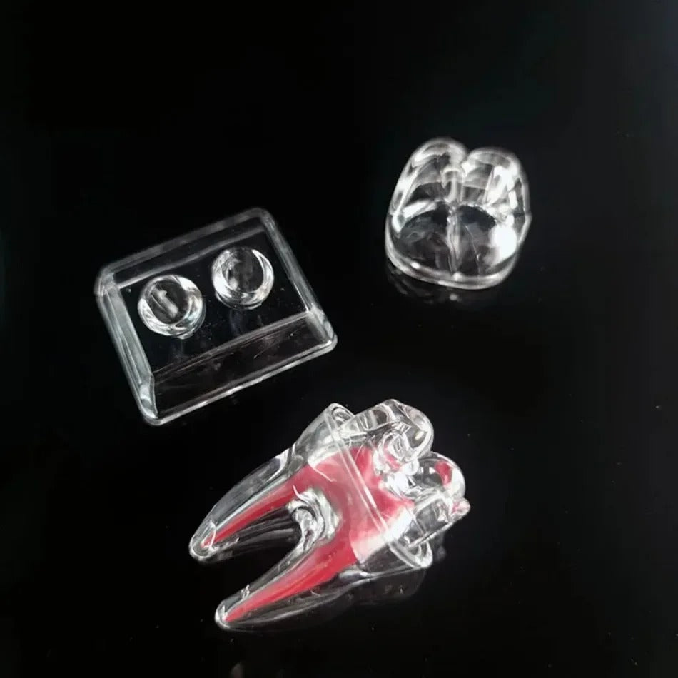 Modelo Anatômico Dental Destacável e Transparente – Luminoso e Único Dente