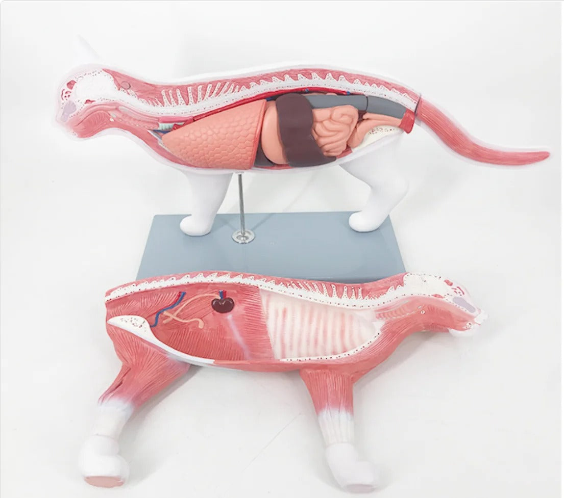Modelo Anatômico de Gato para Ensino Médico