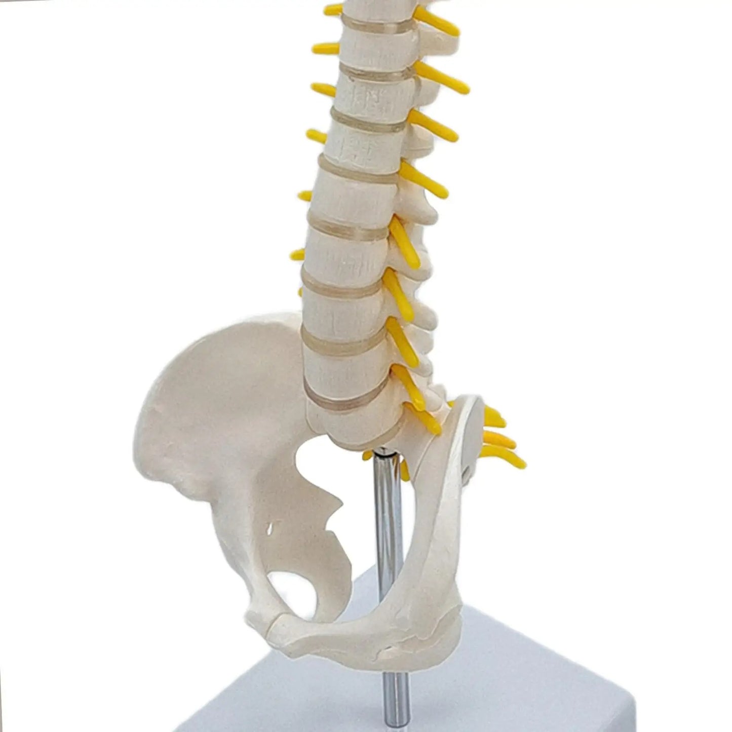 Modelo de Anatomia do Esqueleto da Coluna Vertebral - Detalhado com Vértebras Flexíveis e Coluna Lombar