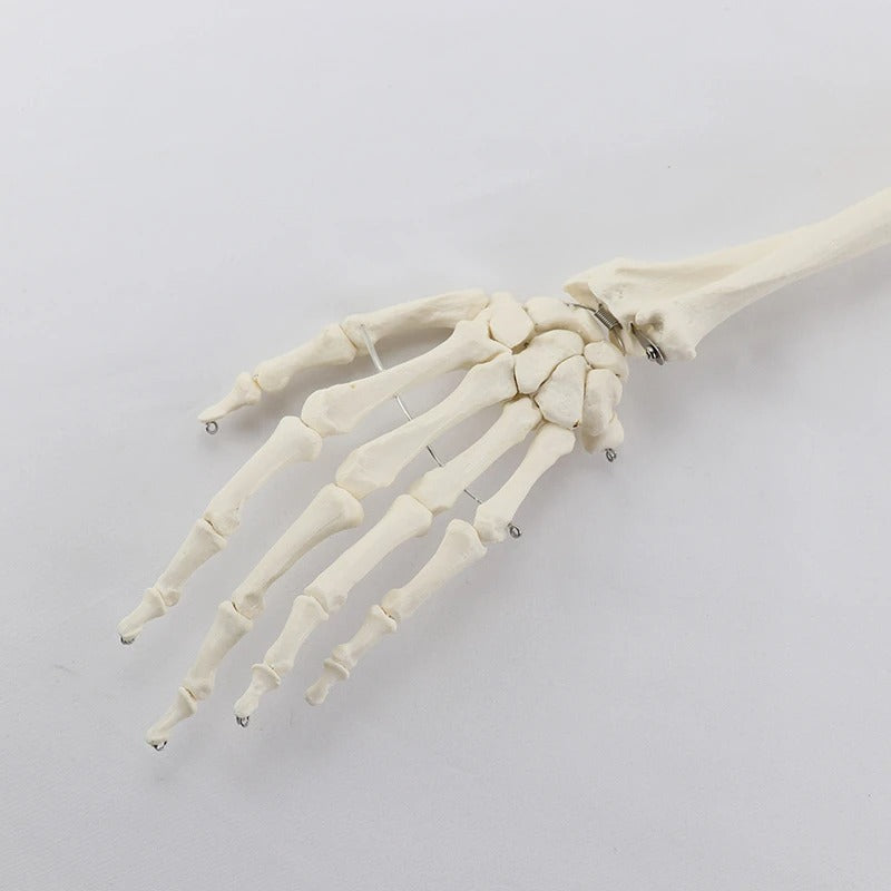Modelo Ósseo Humano do Membro Superior - Braço Adulto