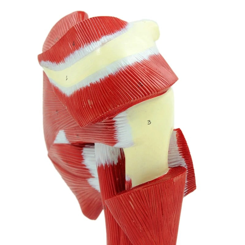 Modelo Anatômico de Ombro Humano Comum com Músculo