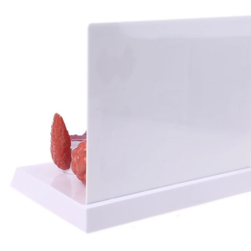 Modelo anatomico da tireoide