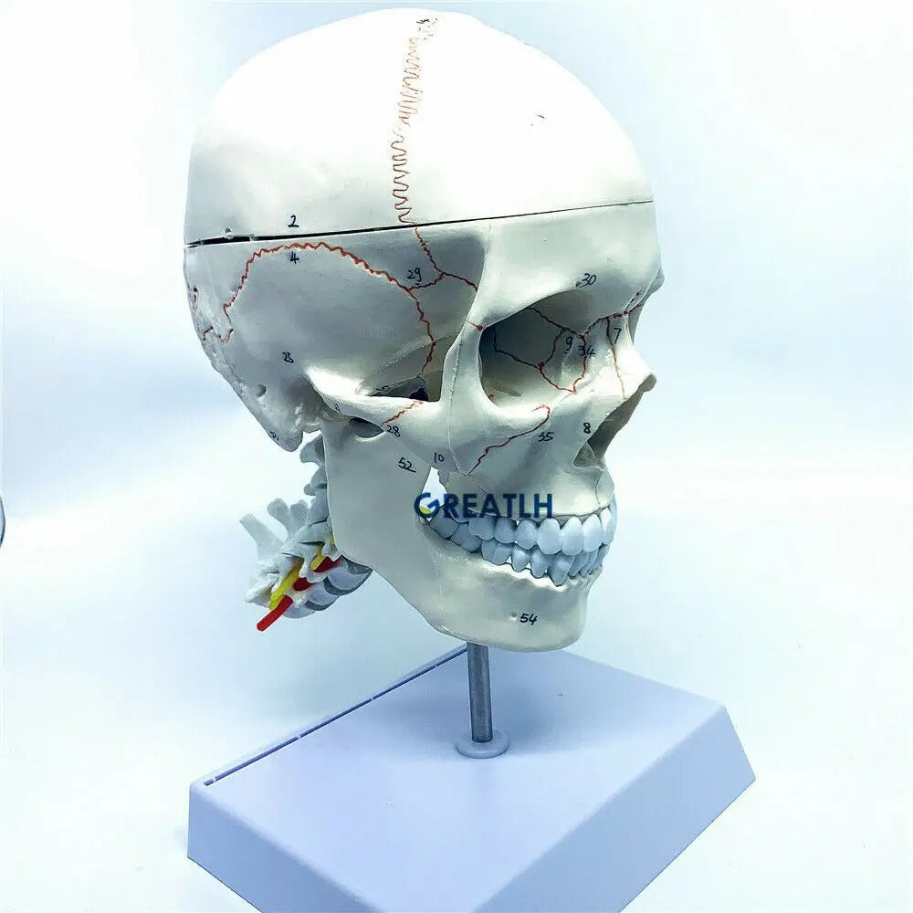 Modelo Anatômico de Cérebro Humano Max