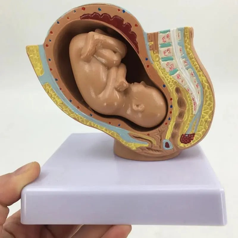 Modelo Anatômico da Gravidez para Gestantes