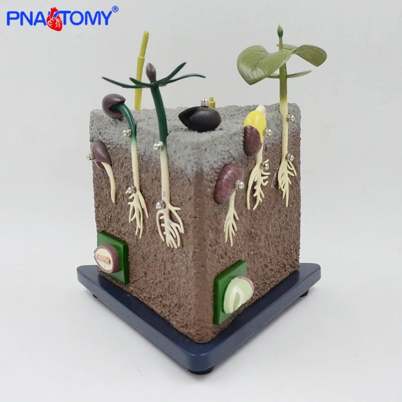 Modelo Anatomico de Geração de Sementes