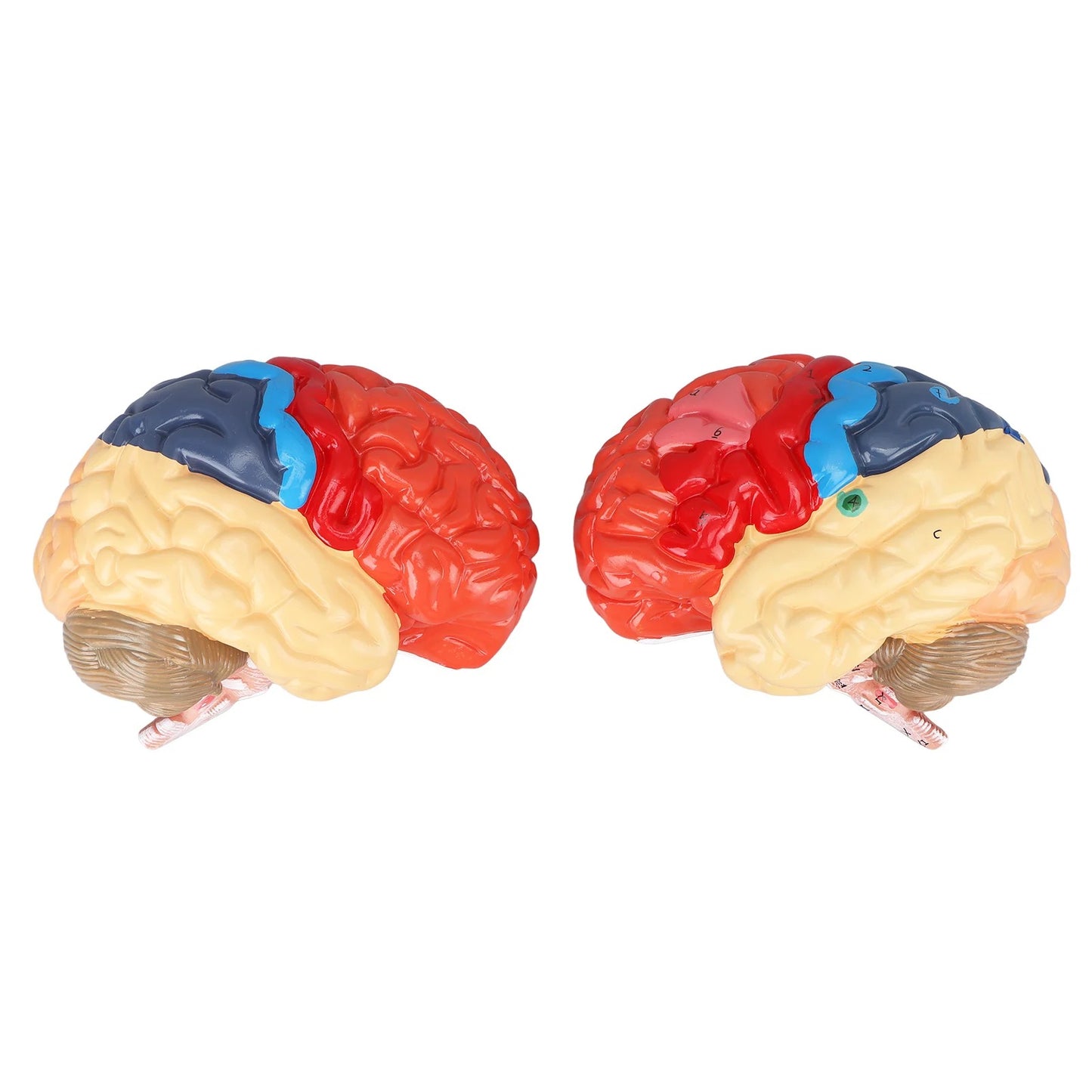 Modelo Anatômico de Cérebro Humano com Artérias Cerebrais