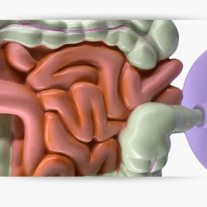 Modelo de Anatomia do Sistema Digestivo Humano - Estômago, Intestino, Reto e Duodeno