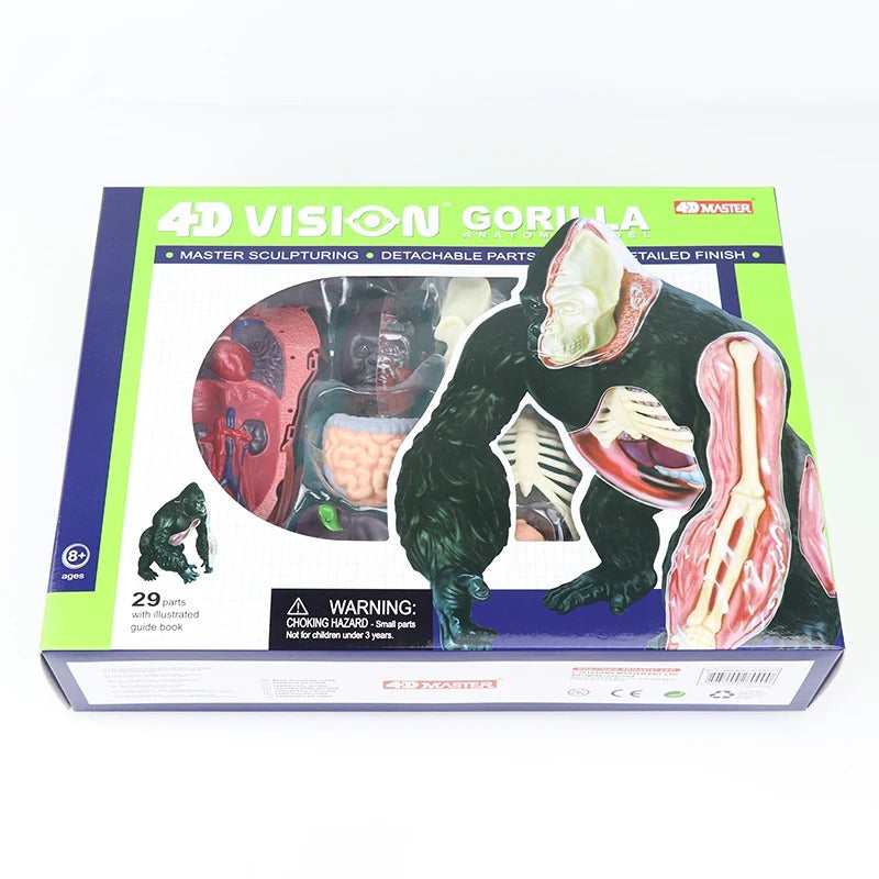 Modelo de Anatomia Gorila 4D