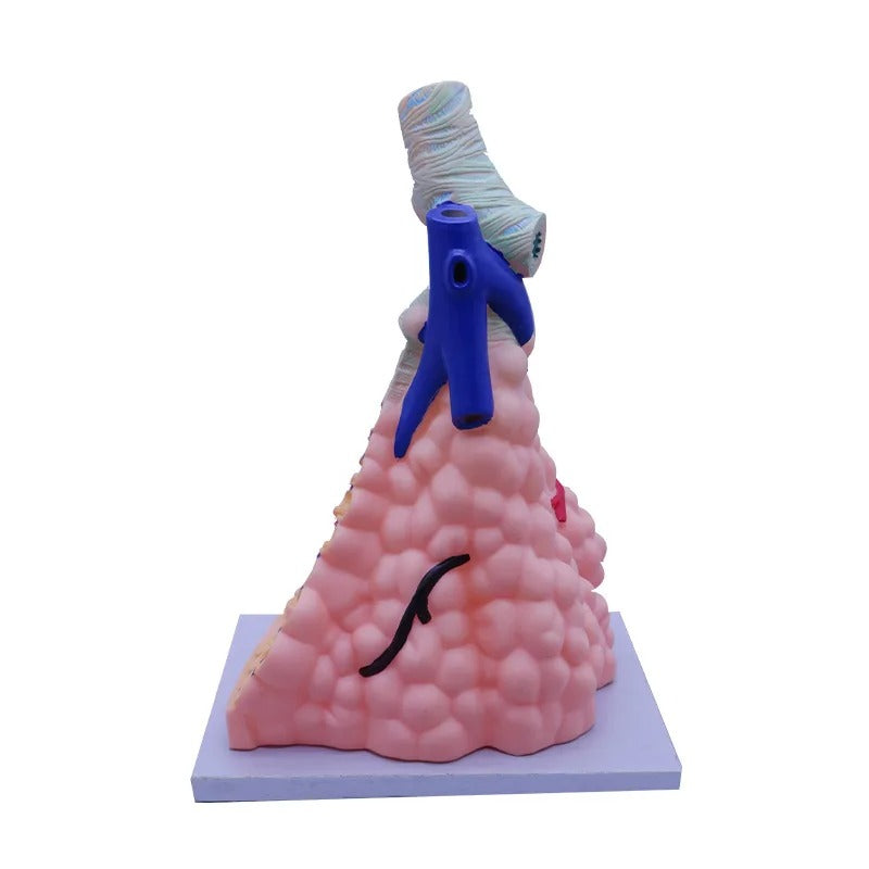 Modelo Alveolar Humano Ampliado - Sistema Respiratório