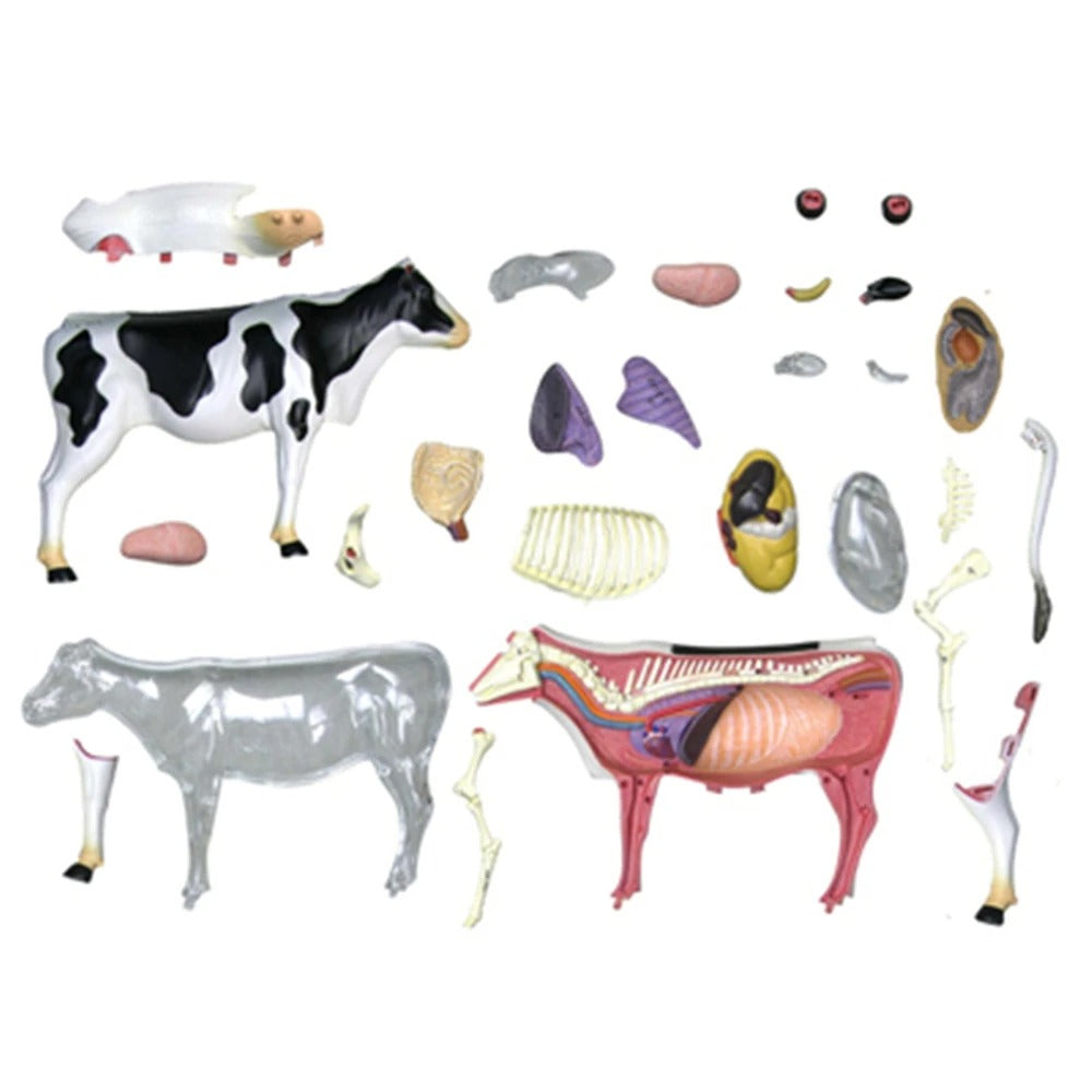 Modelo da Vaca 4D