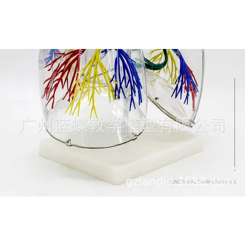 Modelo Anatômico do Pulmão Transparente Humano