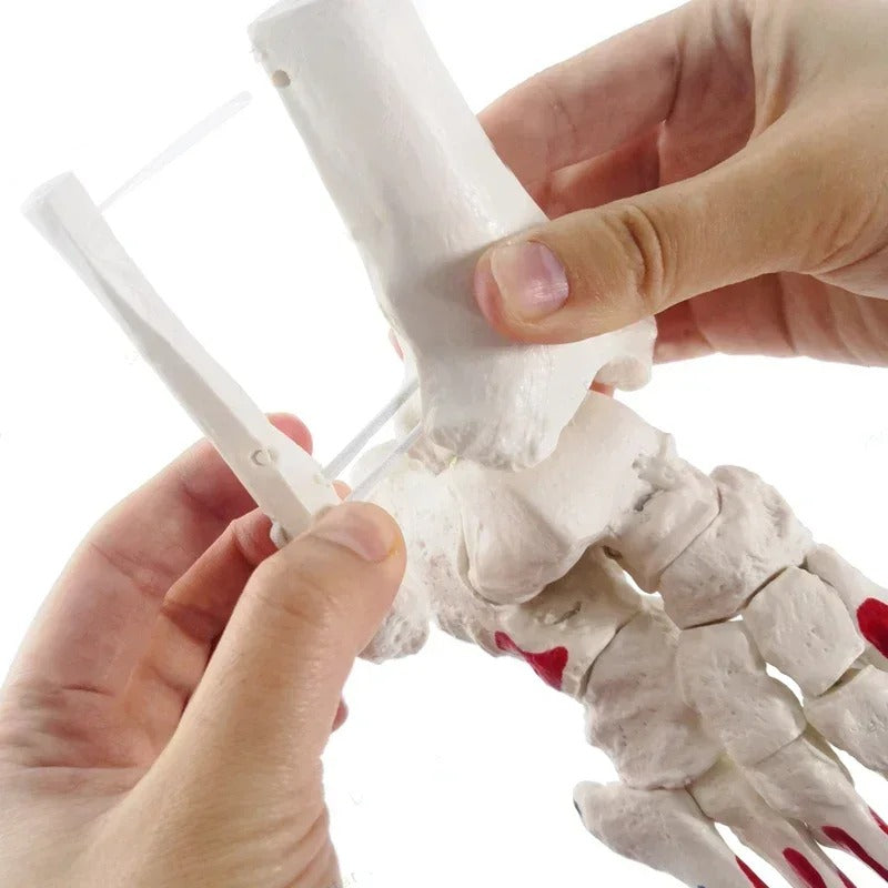 Modelo anatomico de tornozelo com osso da haste