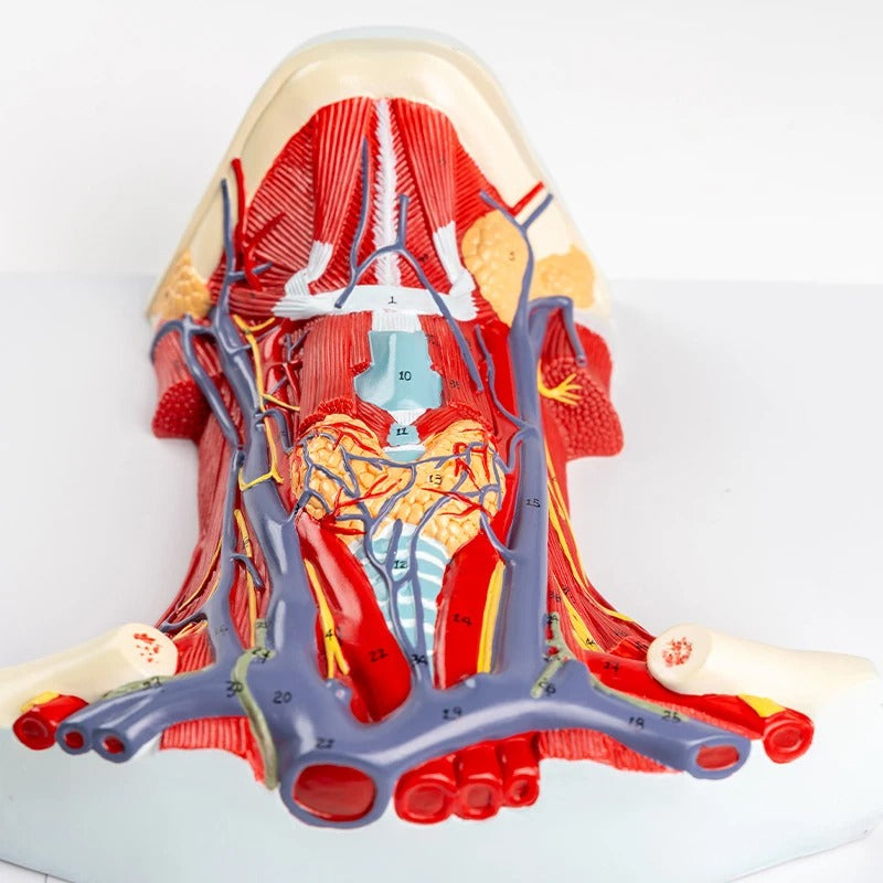 Modelo do Pescoço Arteriovenoso