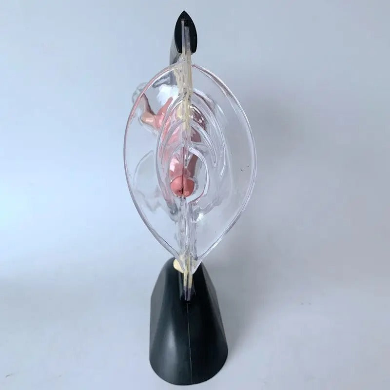 Modelo de Útero Transparente Feminino