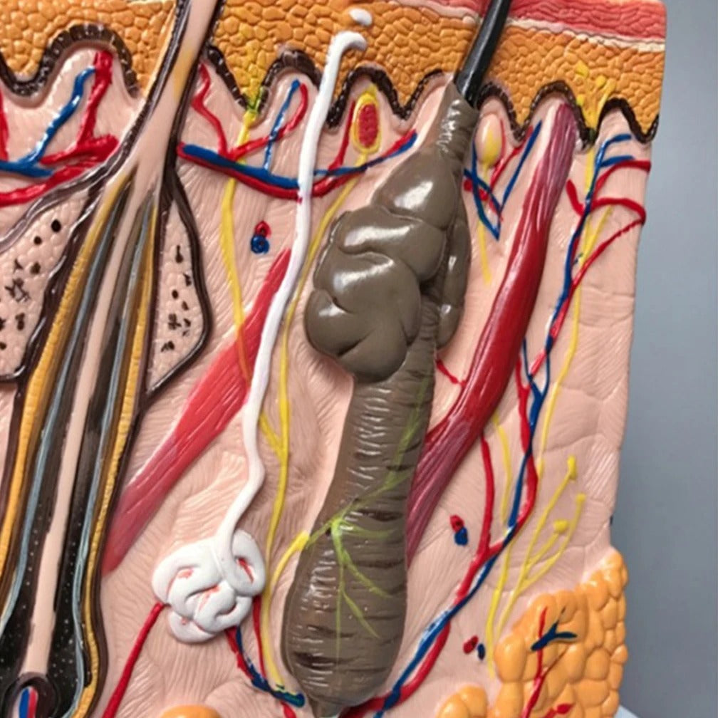 Modelo de Anatomia da Pele e Estrutura Capilar - Ferramenta de Ensino da Ciência Médica em PVC