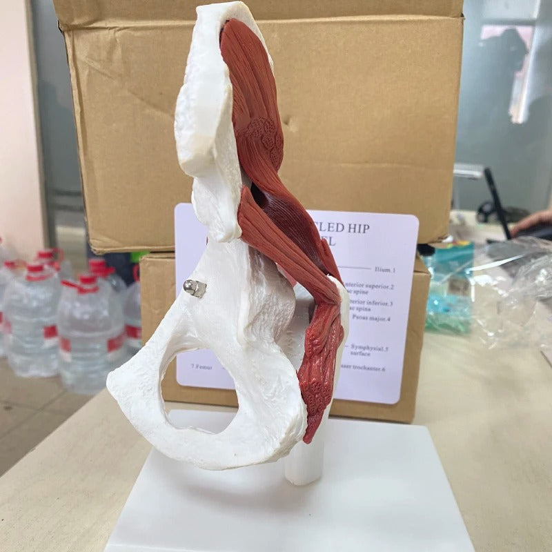 Modelo anatomico Músculos Ligados à Articulação do Quadril