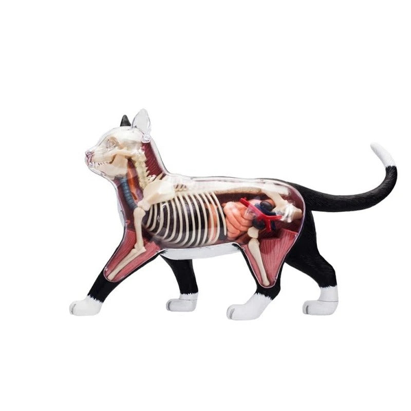 Modelo Anatomico Gato 4D