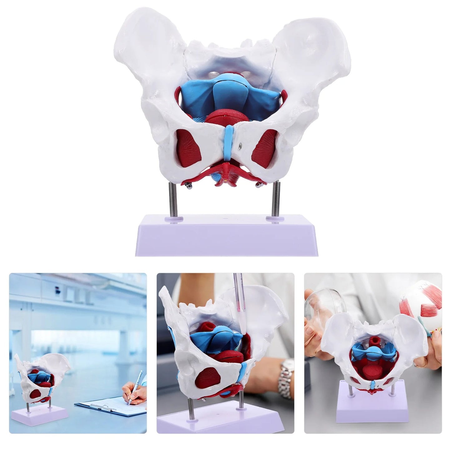 Modelo do Útero Pélvico para Aprendizado da Estrutura