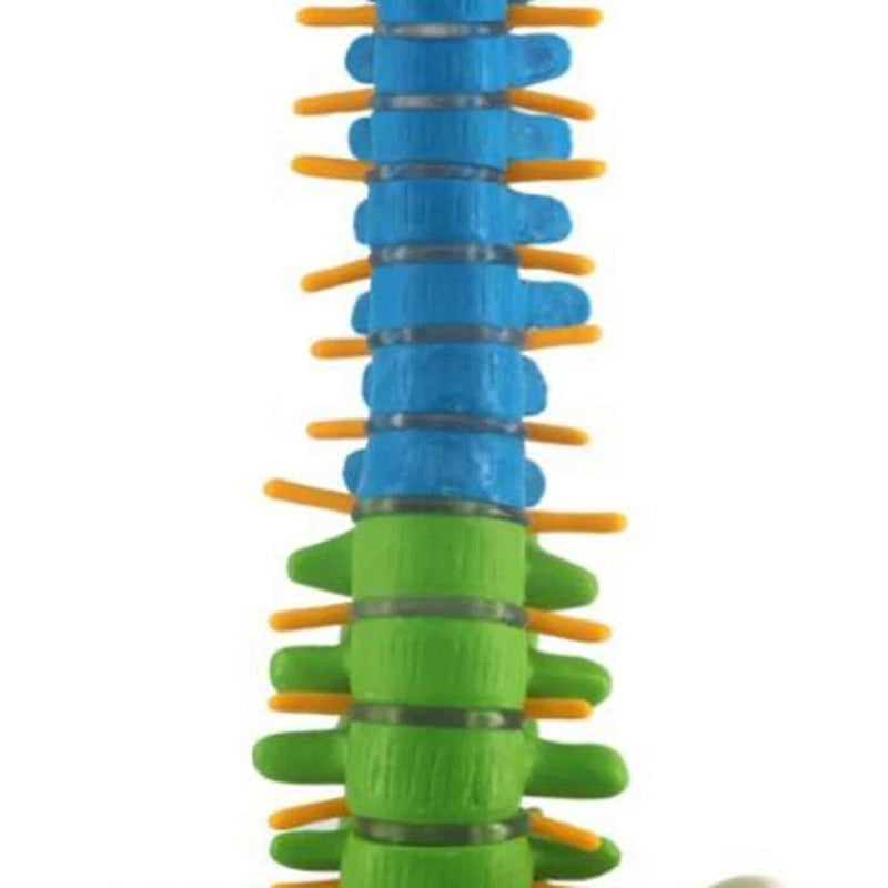 Modelo de coluna vertebral 45cm