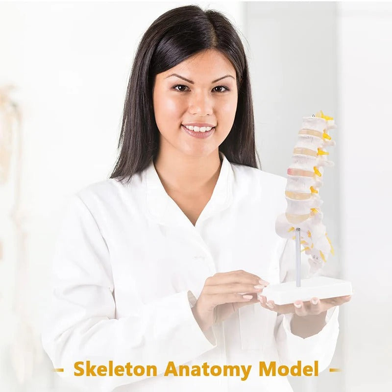Modelo de Coluna Lombar em Tamanho Vital - Modelo de Anatomia