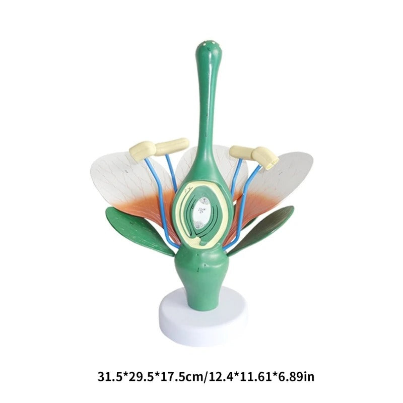Modelo de Anatomia de Folhas de Flores e Plantas