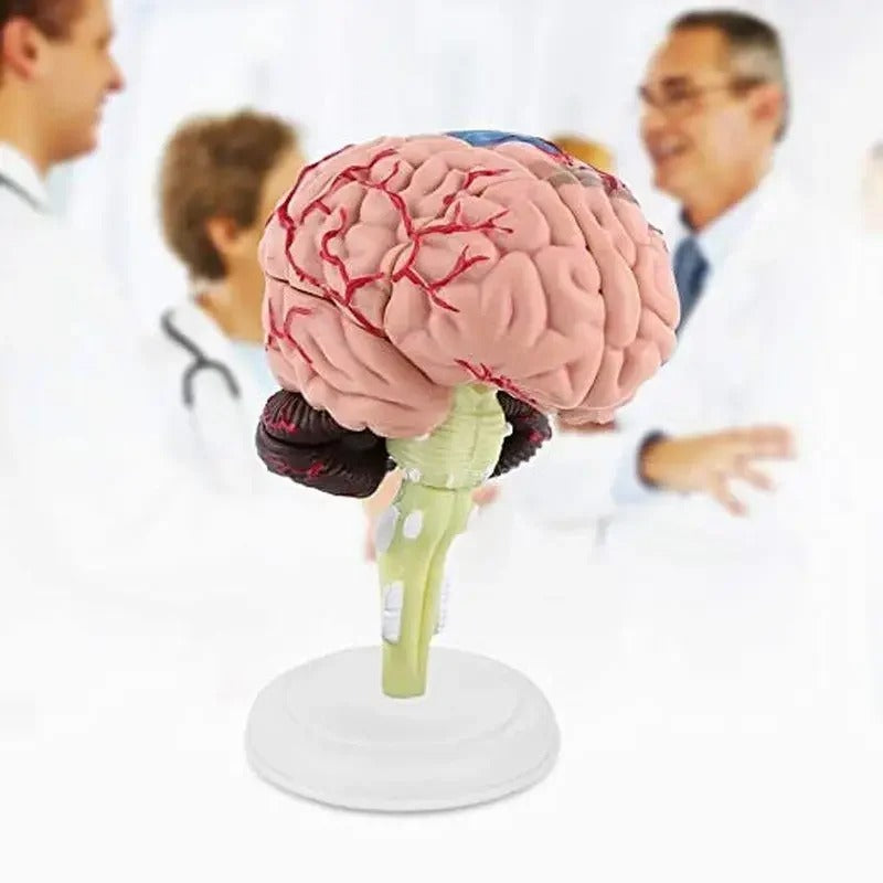 Modelo de Cérebro Humano 4D Desmontado