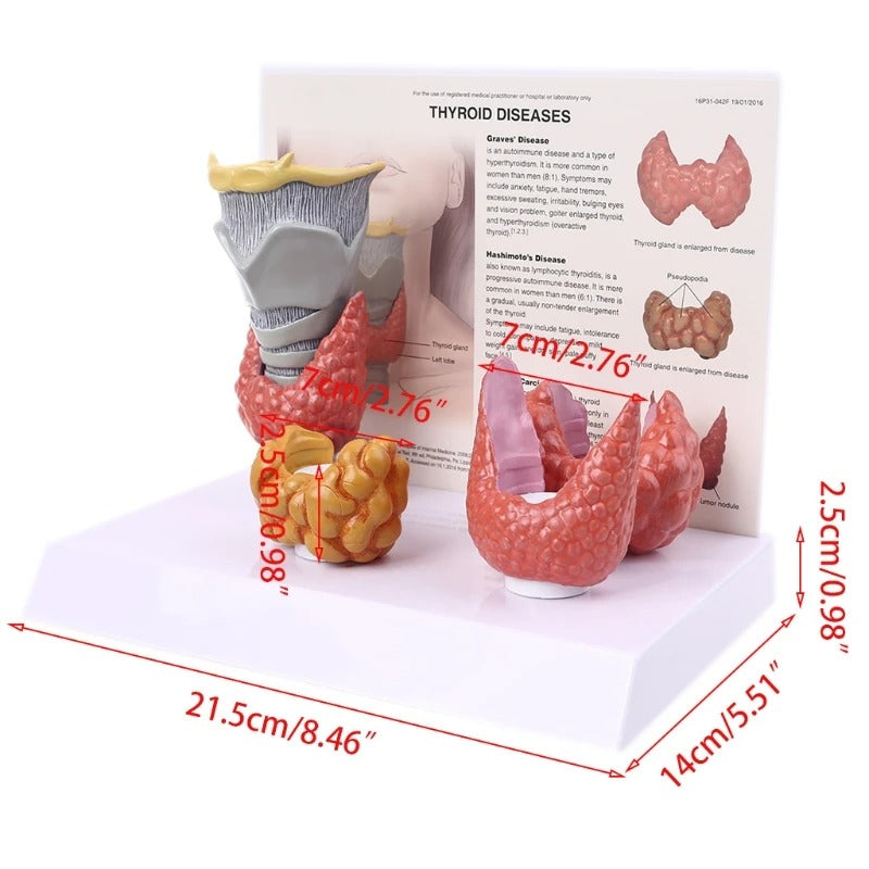 Modelo anatomico da tireoide