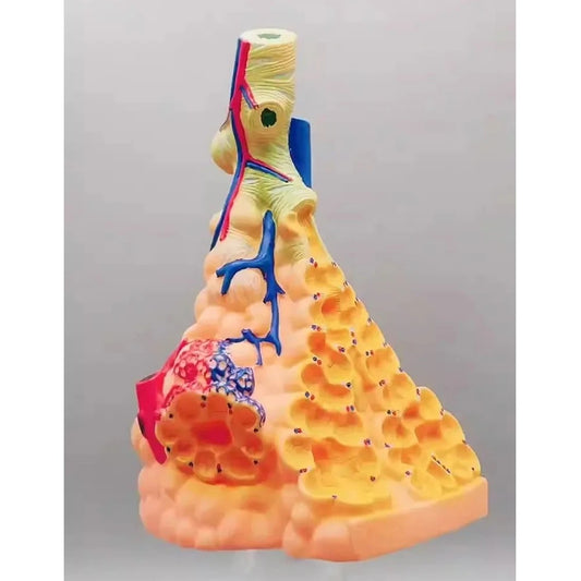 Modelo Alveolar Humano Ampliado - Sistema Respiratório