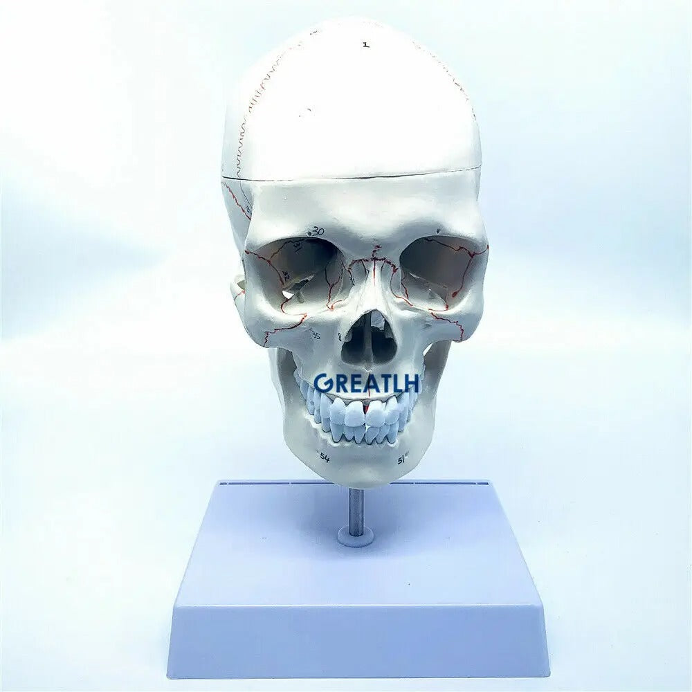 Modelo Anatômico de Cérebro Humano Max