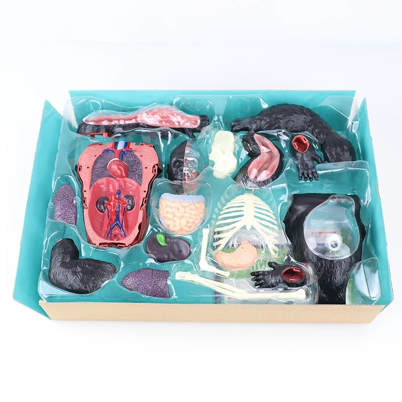 Modelo de Anatomia Gorila 4D