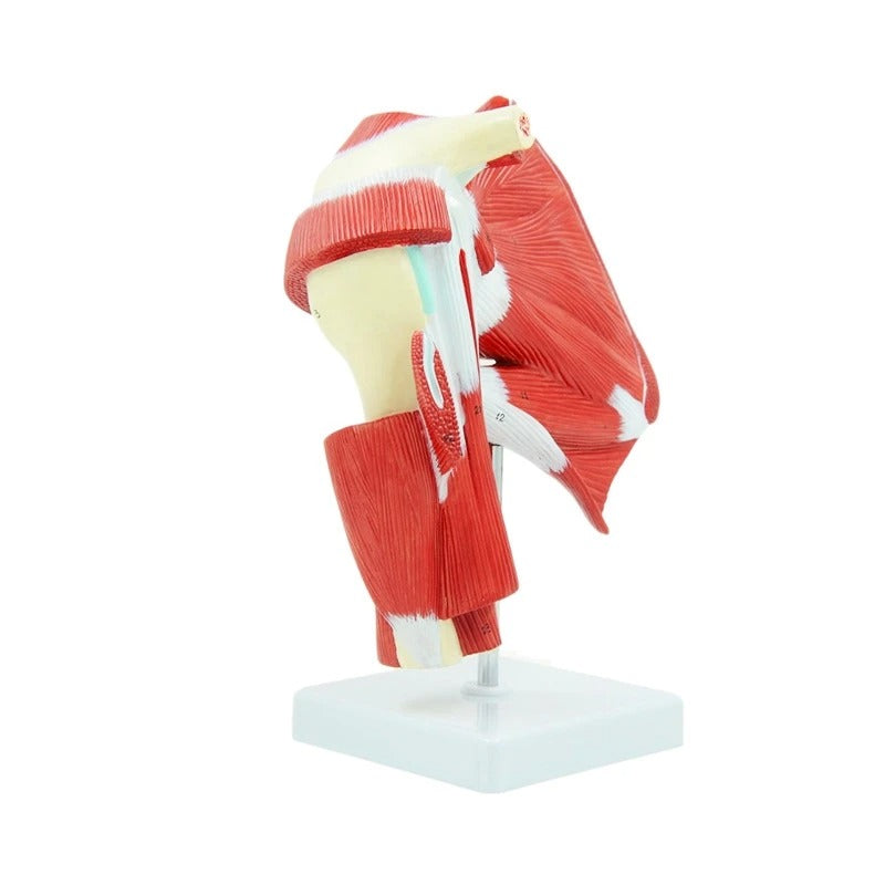 Modelo Anatômico de Ombro Humano Comum com Músculo