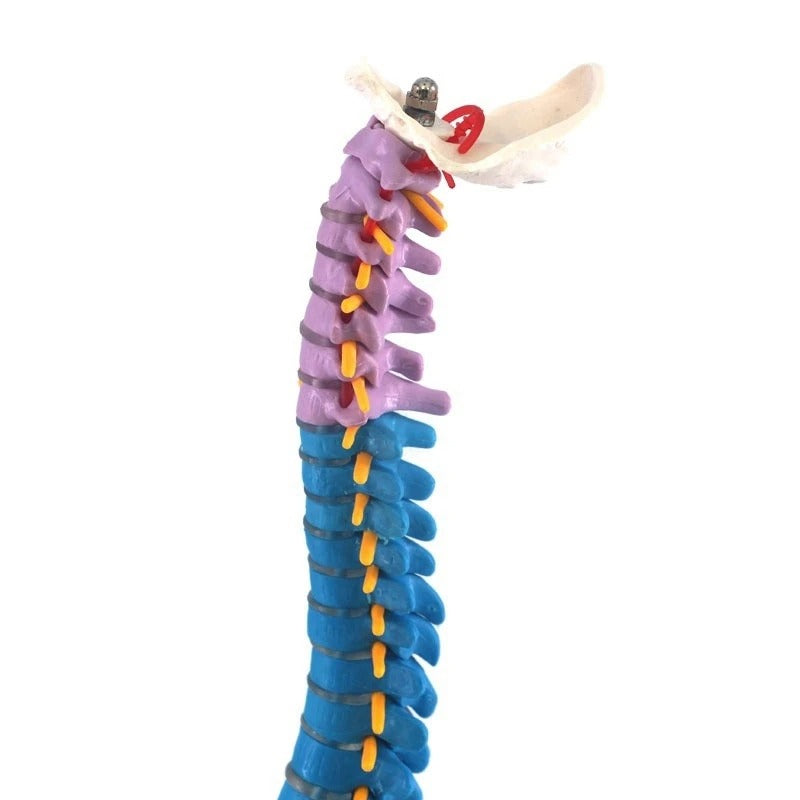 Modelo de coluna vertebral 45cm