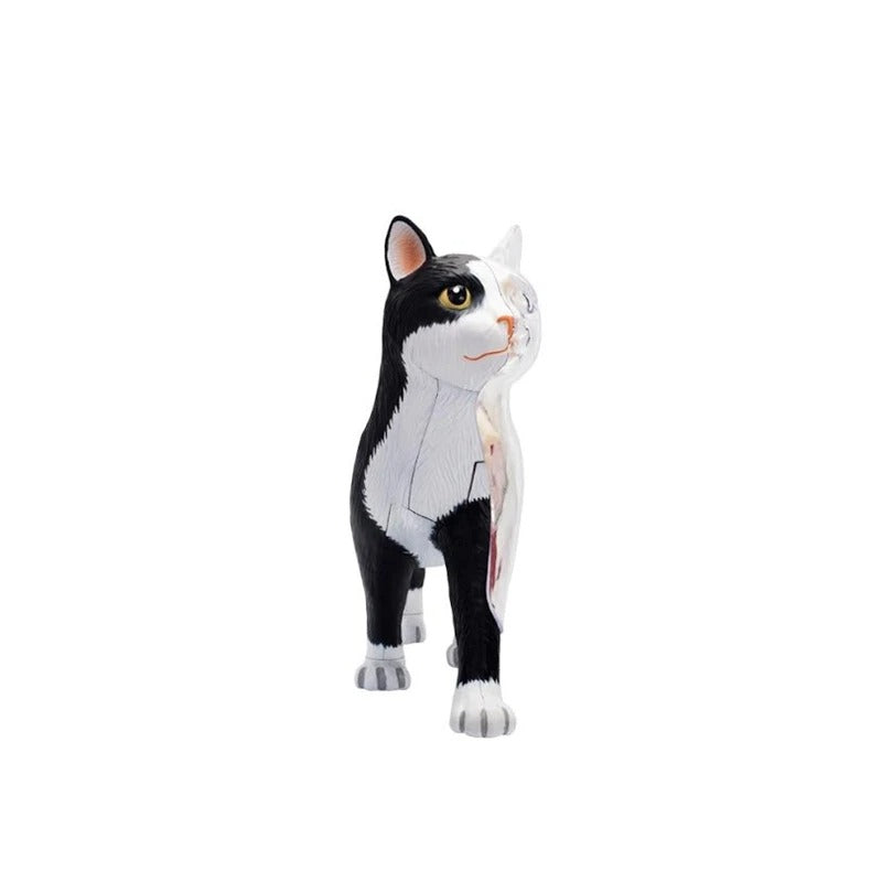 Modelo Anatomico Gato 4D