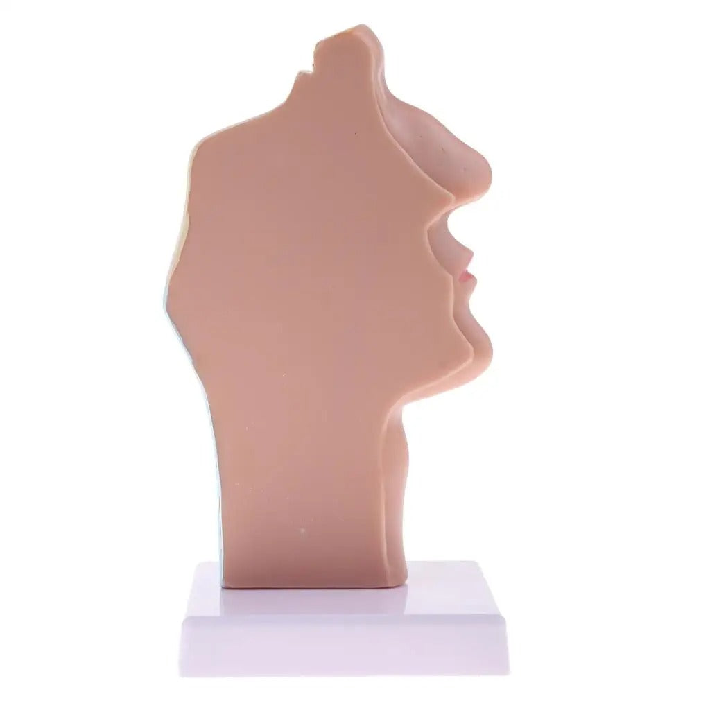 Modelo Anatomico Cavidade Oral Nasal Humana